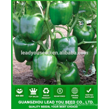 MSP07 Cuilv disease resistant hybrid sweet pepper seeds for greenhouse